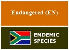 Endangered endemic species